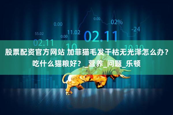 股票配资官方网站 加菲猫毛发干枯无光泽怎么办？吃什么猫粮好？_营养_问题_乐顿